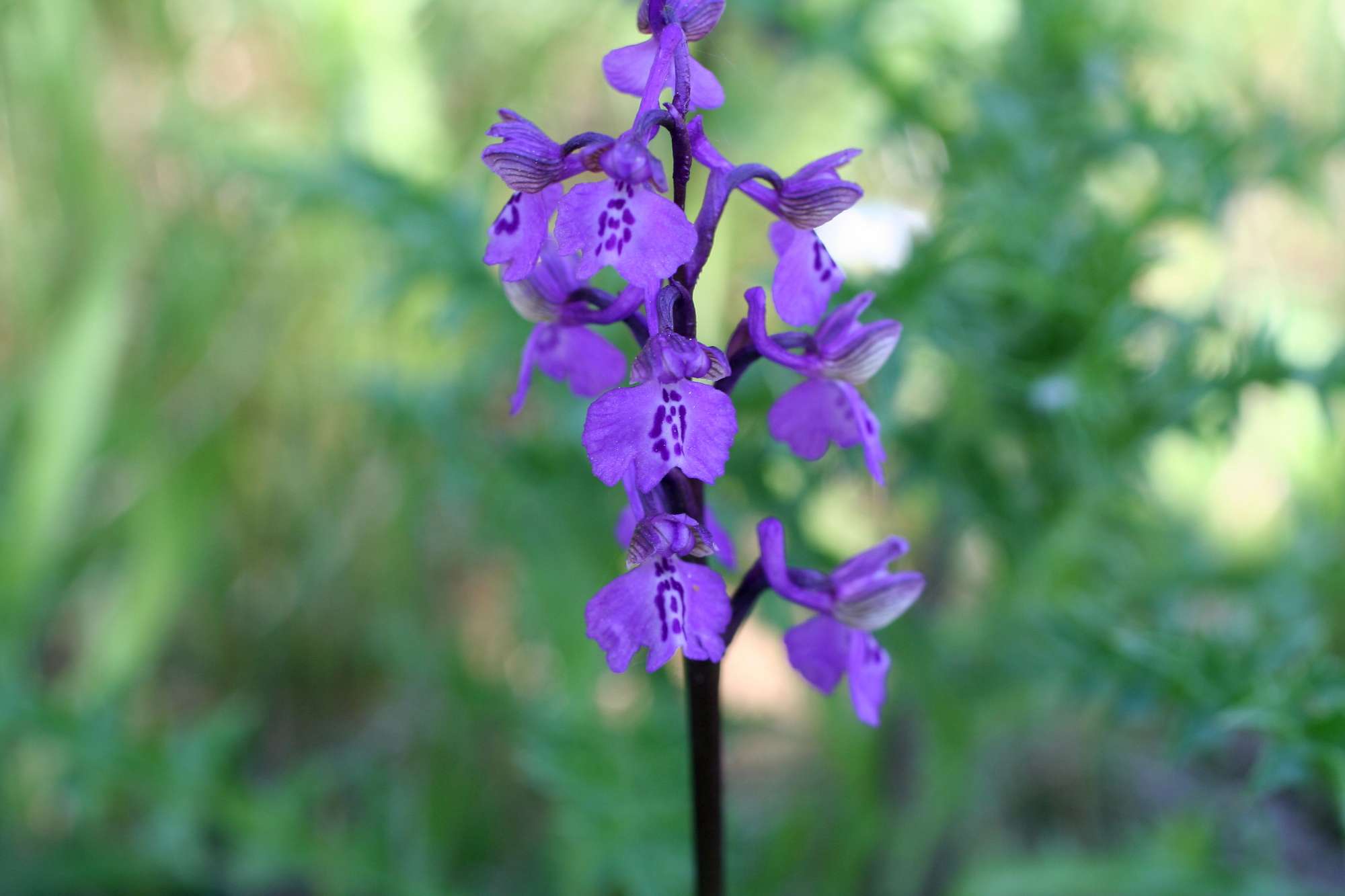 orchidea da identificare